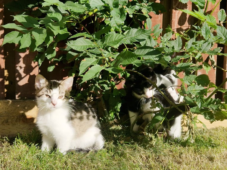 image for Adorable and Super Playful Kittens