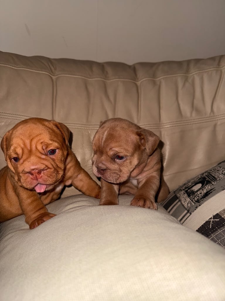 Beautiful Female English Bulldog Puppy 🩷