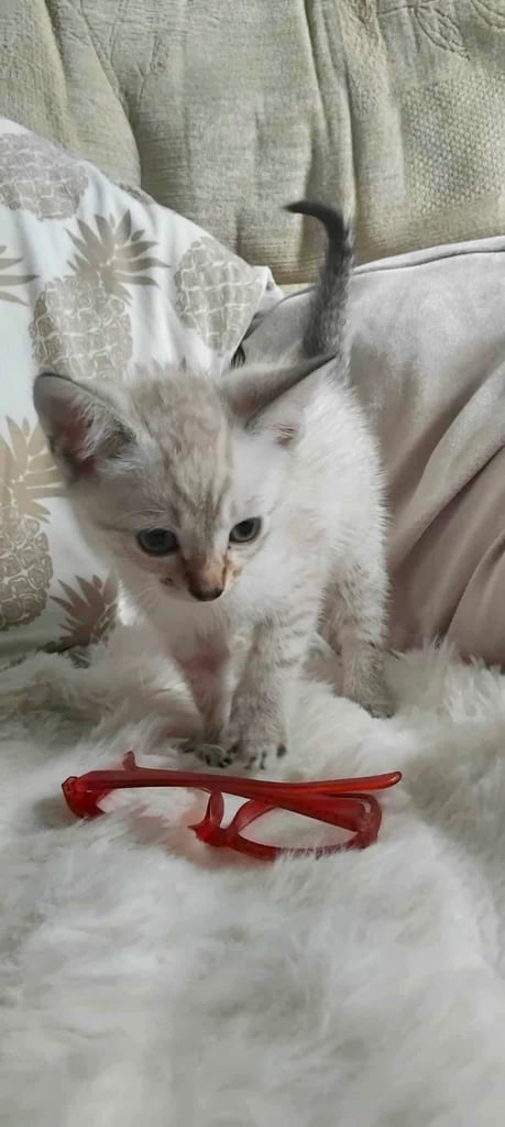 Maine coon cream kittens 
