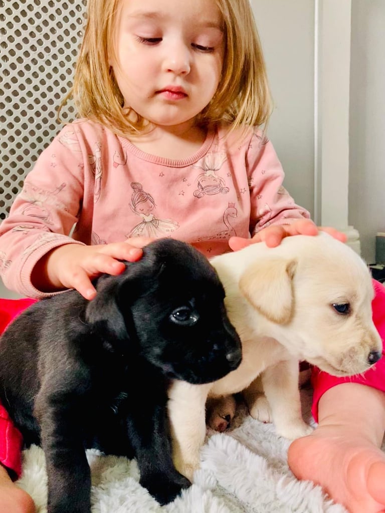 KC Labrador retriever 27.11.2025