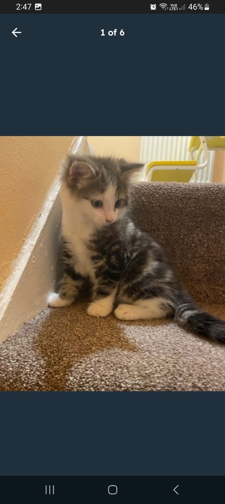 Kitten 