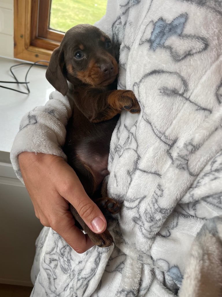 Miniature dachshund puppy 