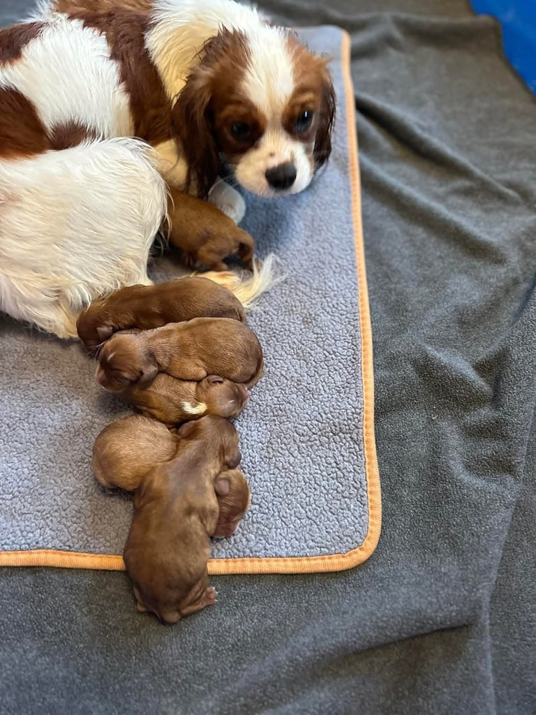 Cavalier King Charles spaniel puppies ready now