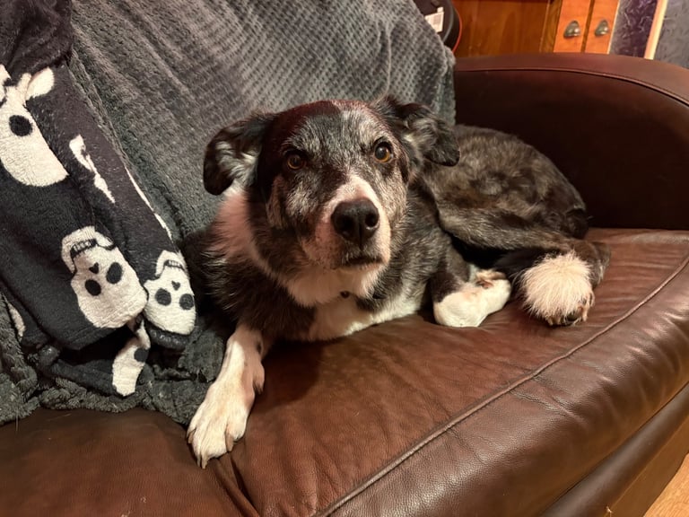 Murphy blue merle border collie
