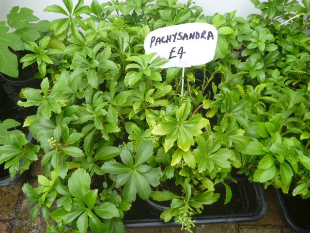 Garden Plants  Pachysandra, Campanula, Heuchera Palm Penstemon Grass Hellebore Hibiscus Fig  etc