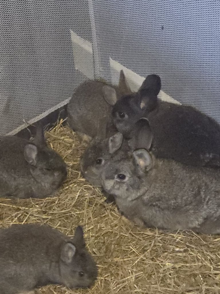 Baby rabbits