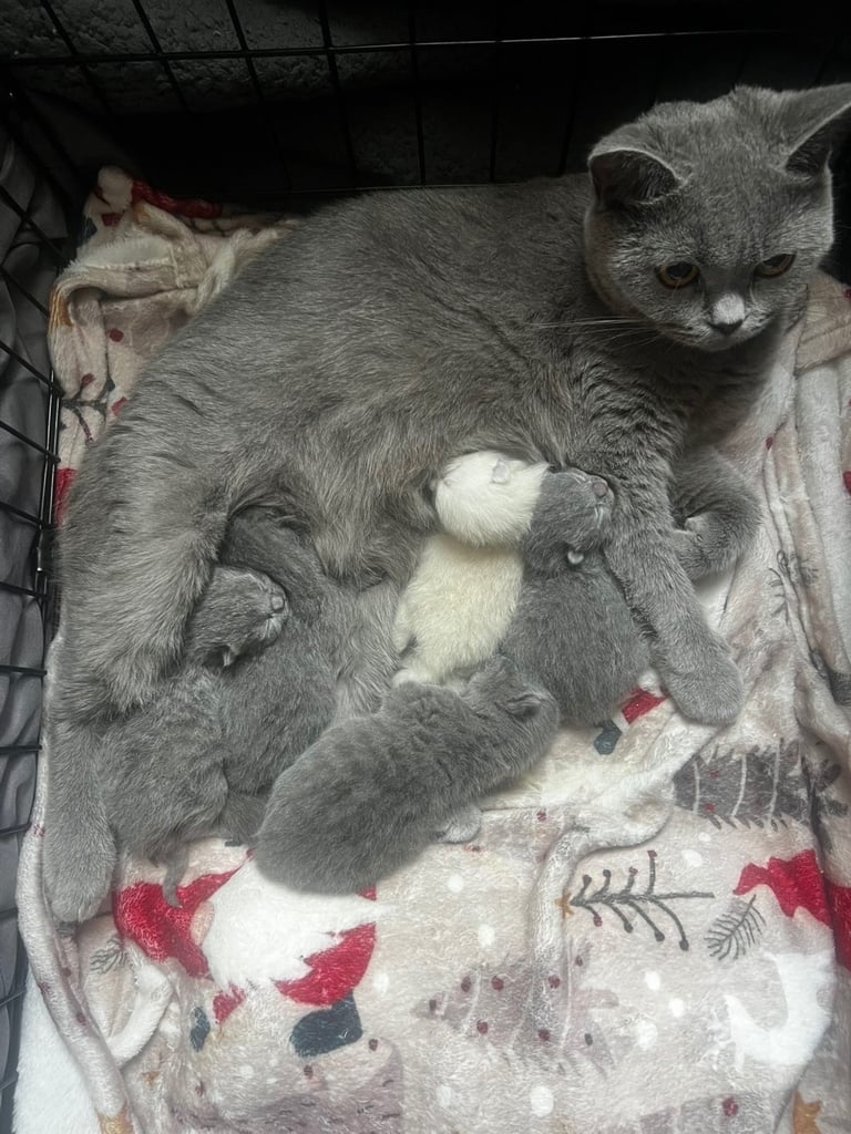 British shorthair kittens 