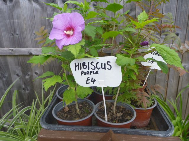 Garden Plants  Pachysandra, Campanula, Heuchera Palm Penstemon Grass Hellebore Hibiscus Fig  etc