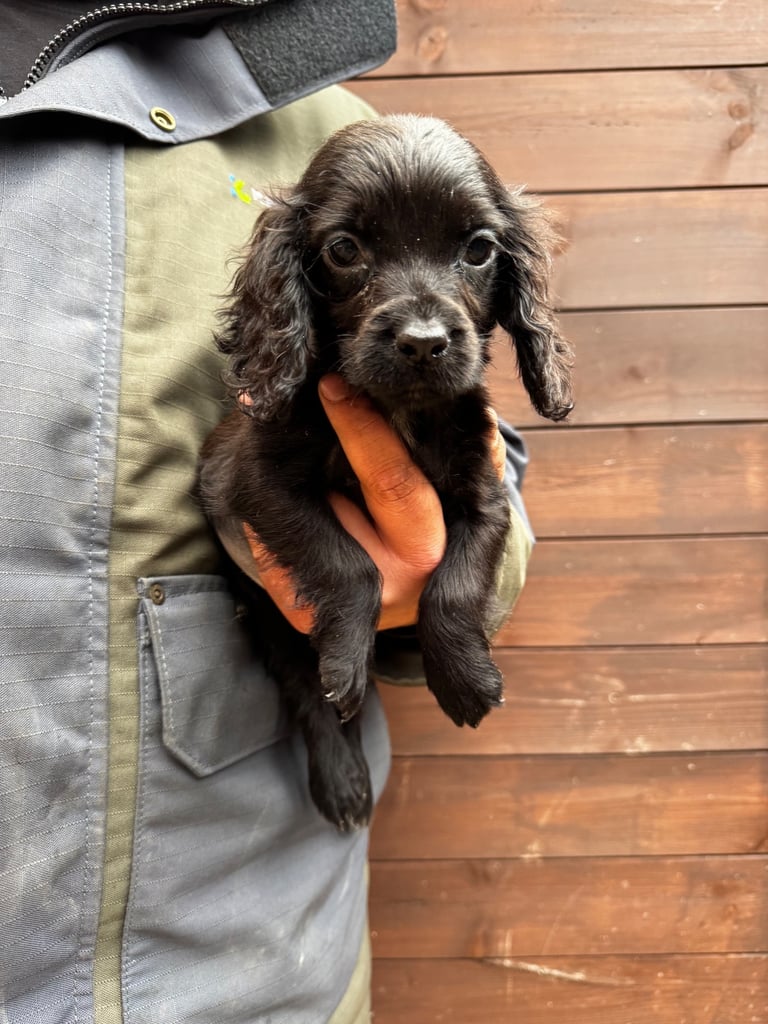 Cocker Spainel Puppies 
