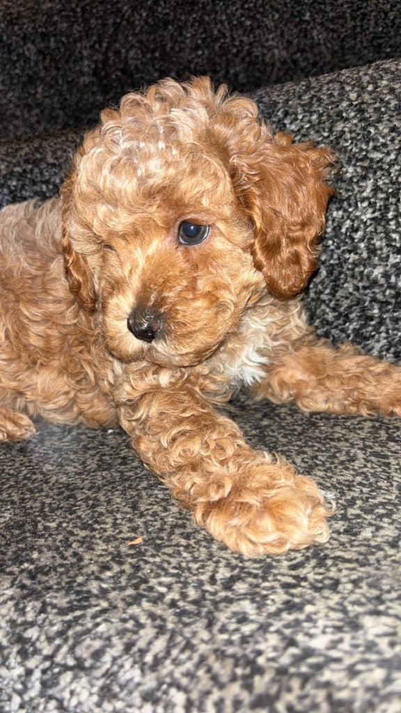 F2B cavapoo puppies ready to leave 