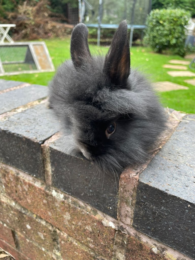 2 bunnies 10 week old girls 