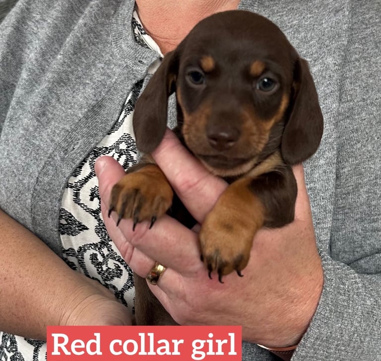 Miniature dachshund puppies *READY TO LEAVE*