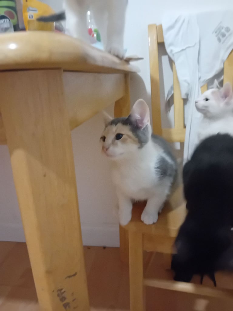 3 beautiful gils