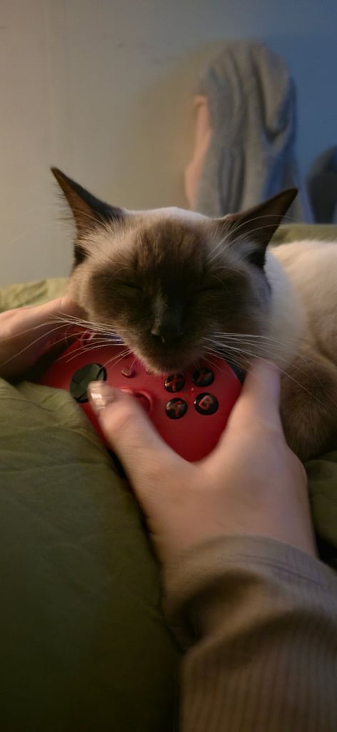 Chocolate point ragdoll