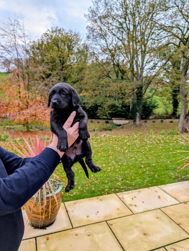 Outstanding Labrador Pupies For sale