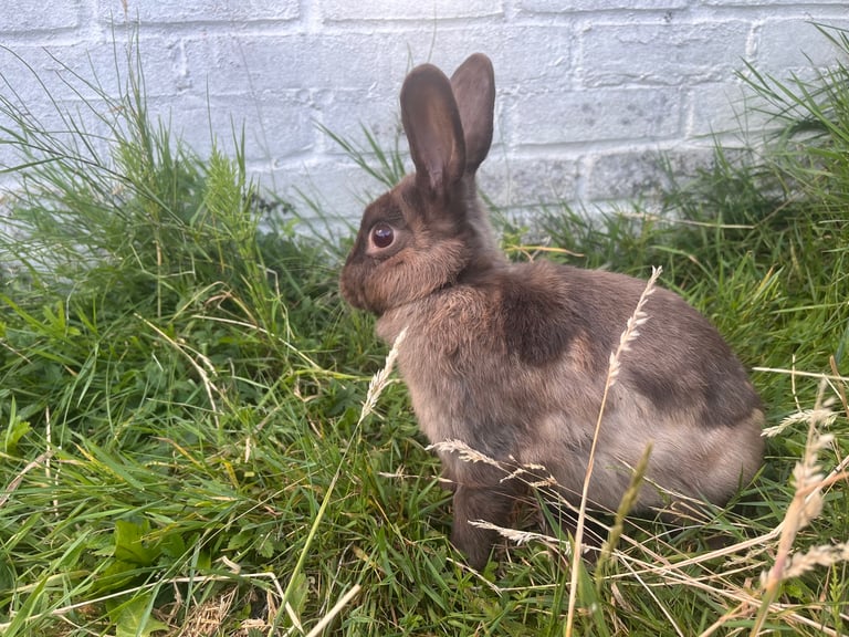 Rabbits for sale