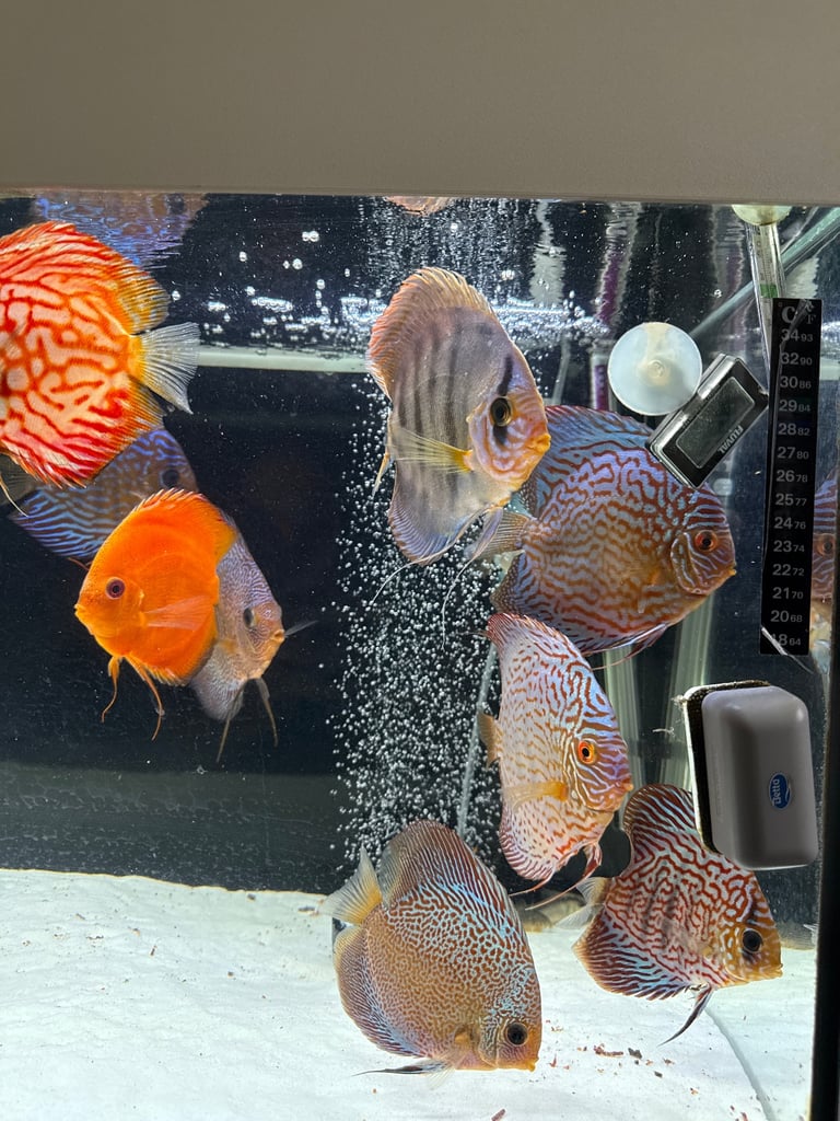 image for Adult discus to be rehomed