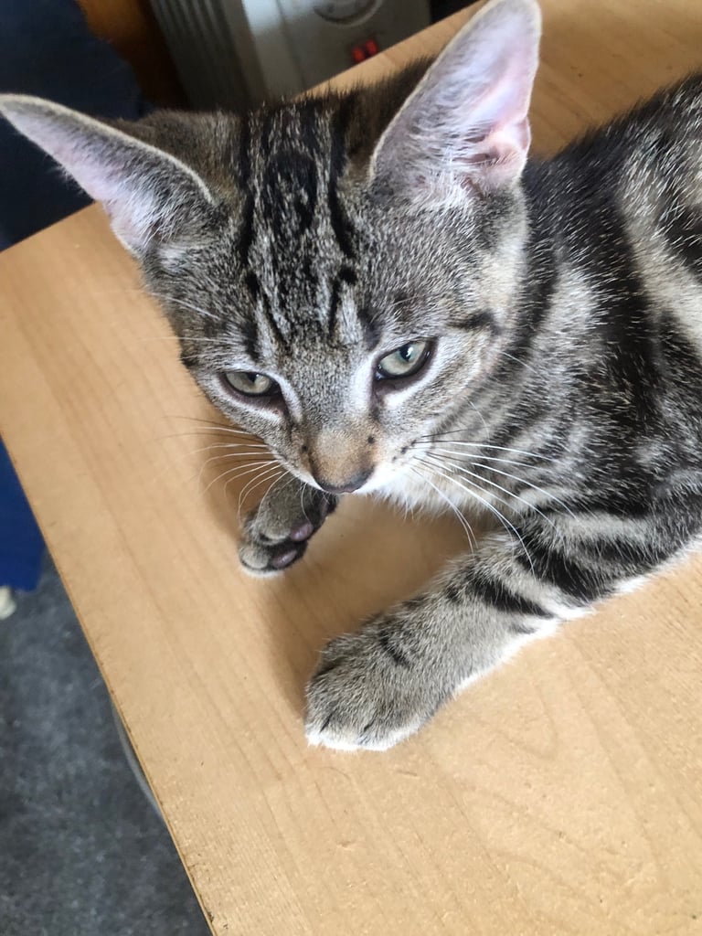 Bengal cross kitten male 