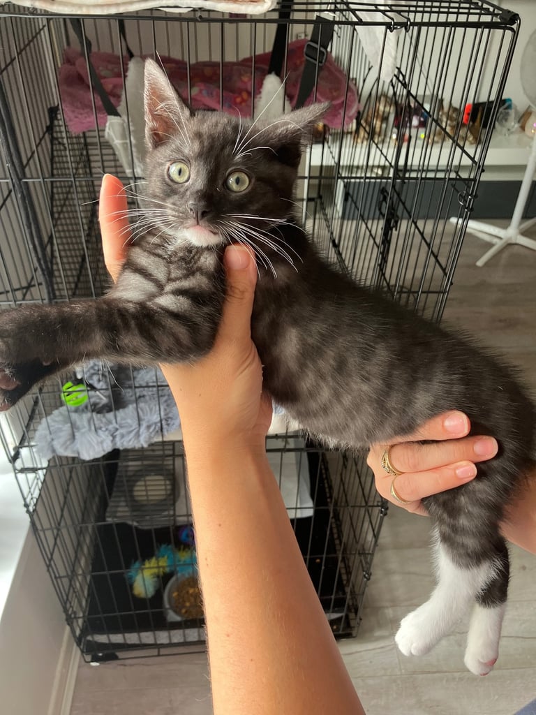 Beautiful black tabby male