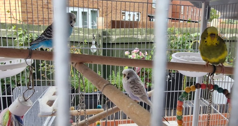 Cockatiel and budgies 