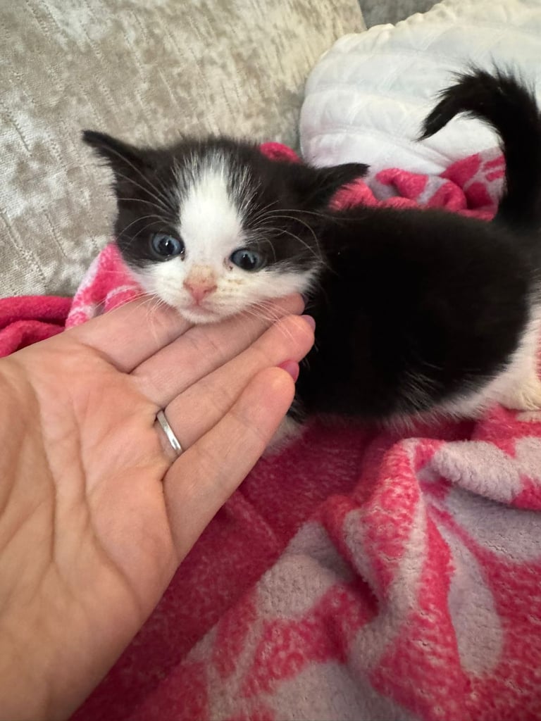 Kittens for sale