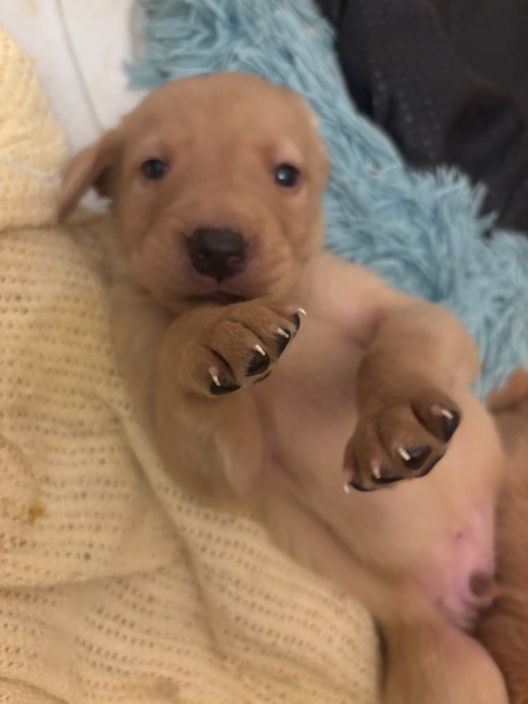 Red fox Labrador puppies for sale 