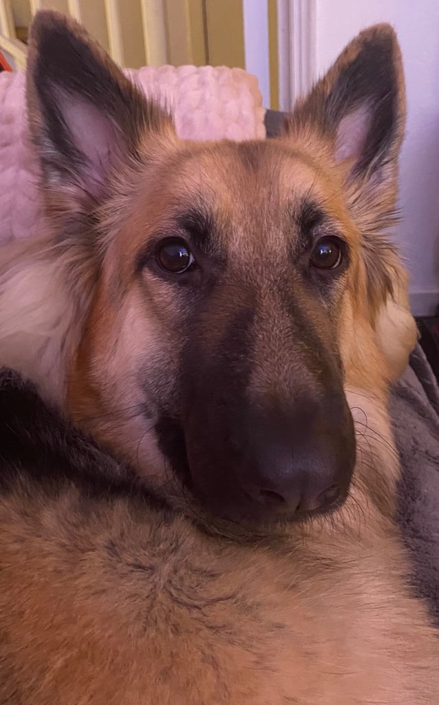 German Shepherd forever home needed