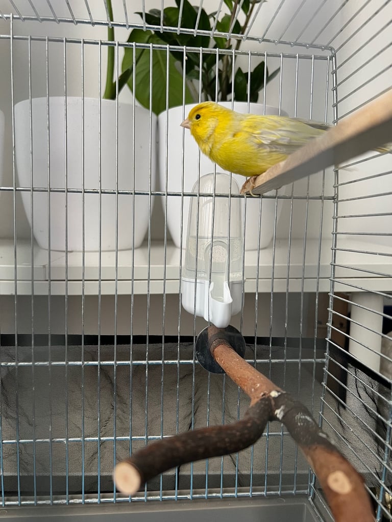 Canary bird
