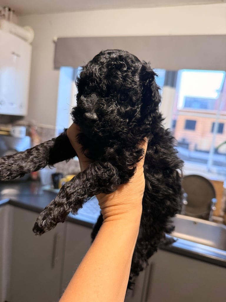 Poochon Toy poodle cross 