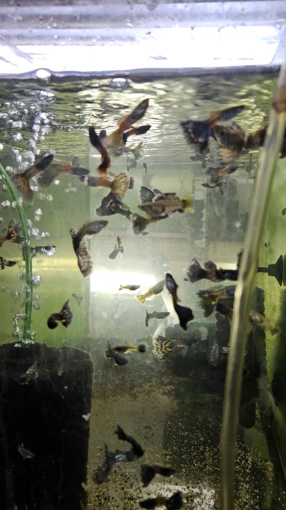 Red back manacapuru,Red head Geophagus, guppies 