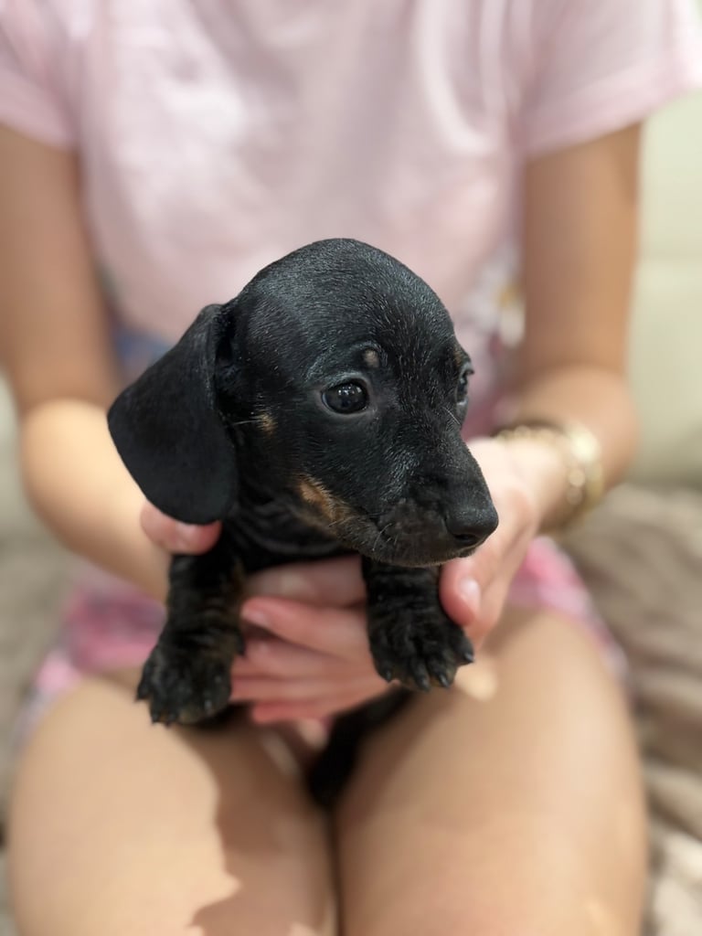 Dachshund puppies 