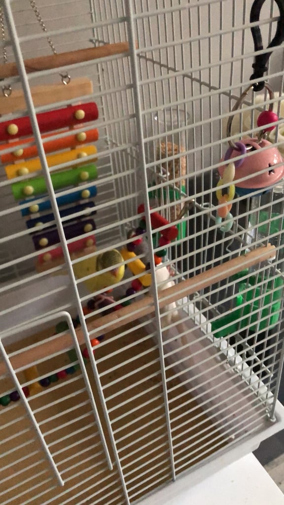 image for Bird cage 