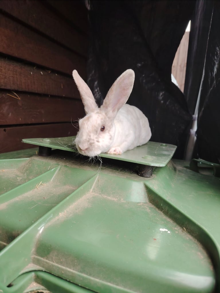 4 lovely mini rex boys