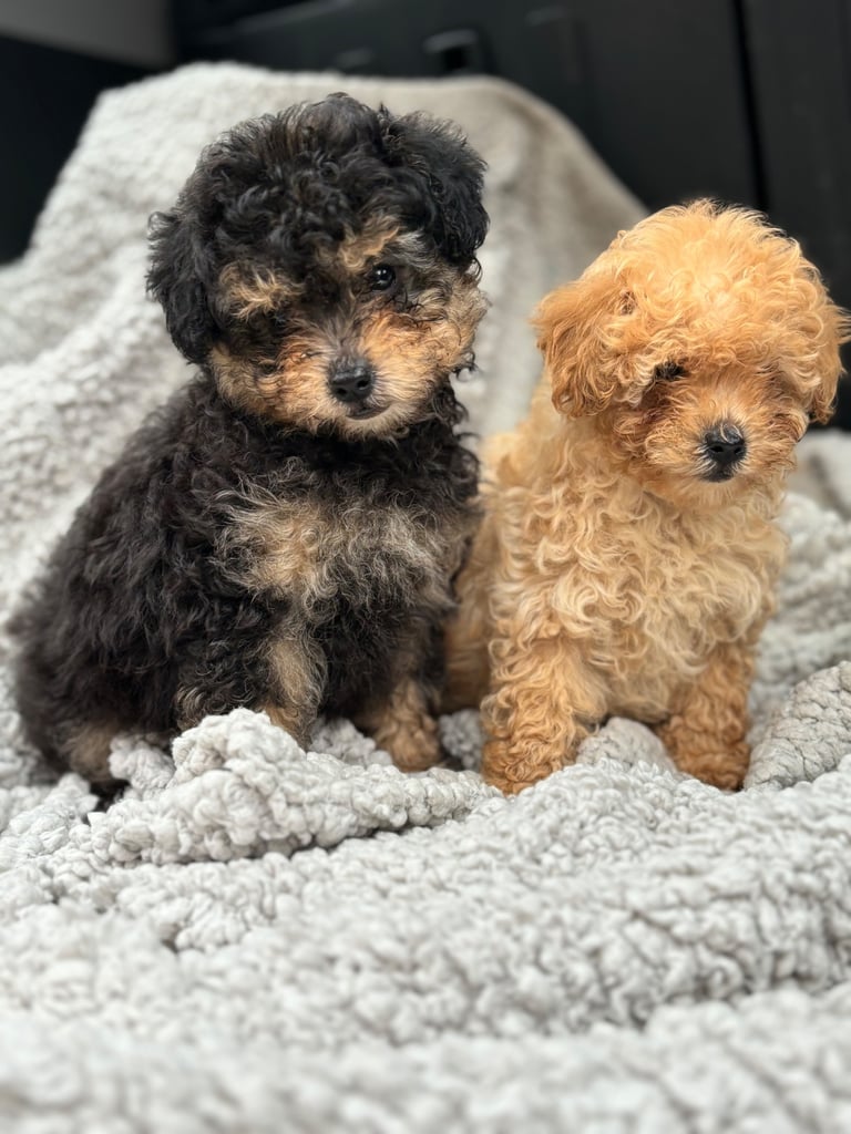 Toy poodle puppies