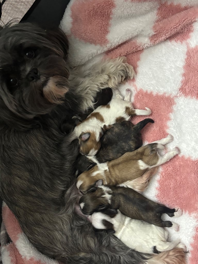 **All reserved**Lhasa Apso puppies 