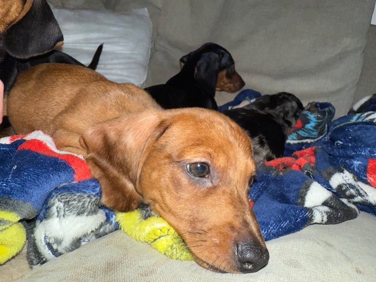 READY NOW Miniature dachshund Puppies