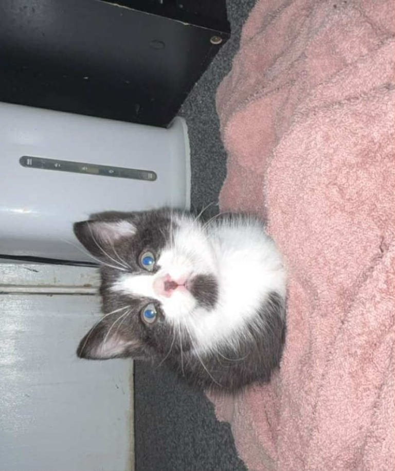 image for Kittens ready for there forever homes