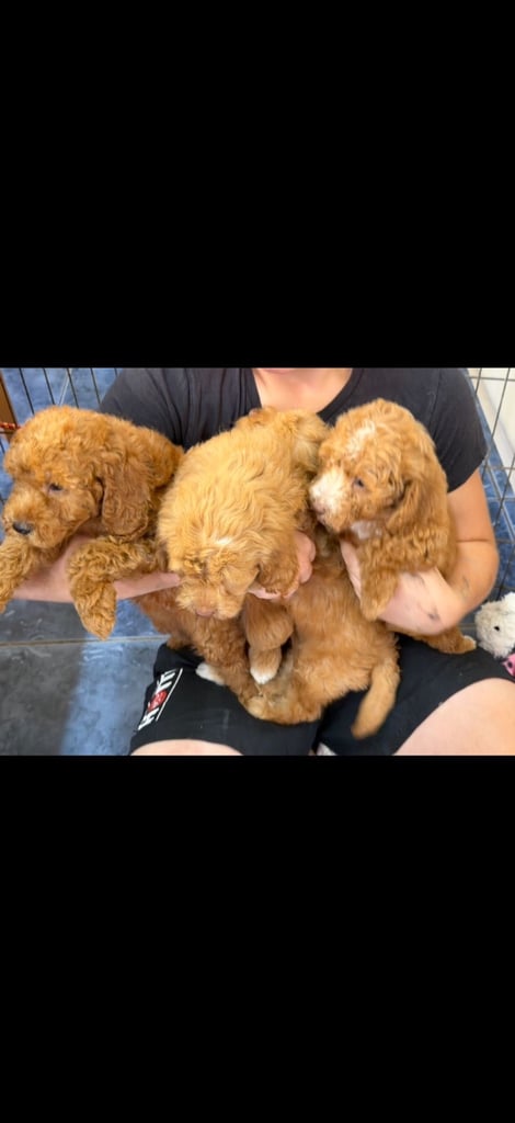 Cockapoos 