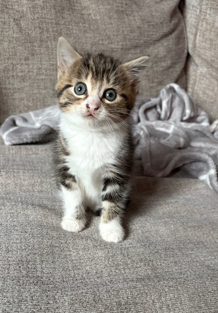 Kittens for sale 