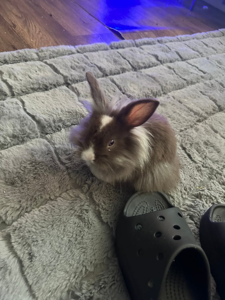 Baby bunny ready to go 