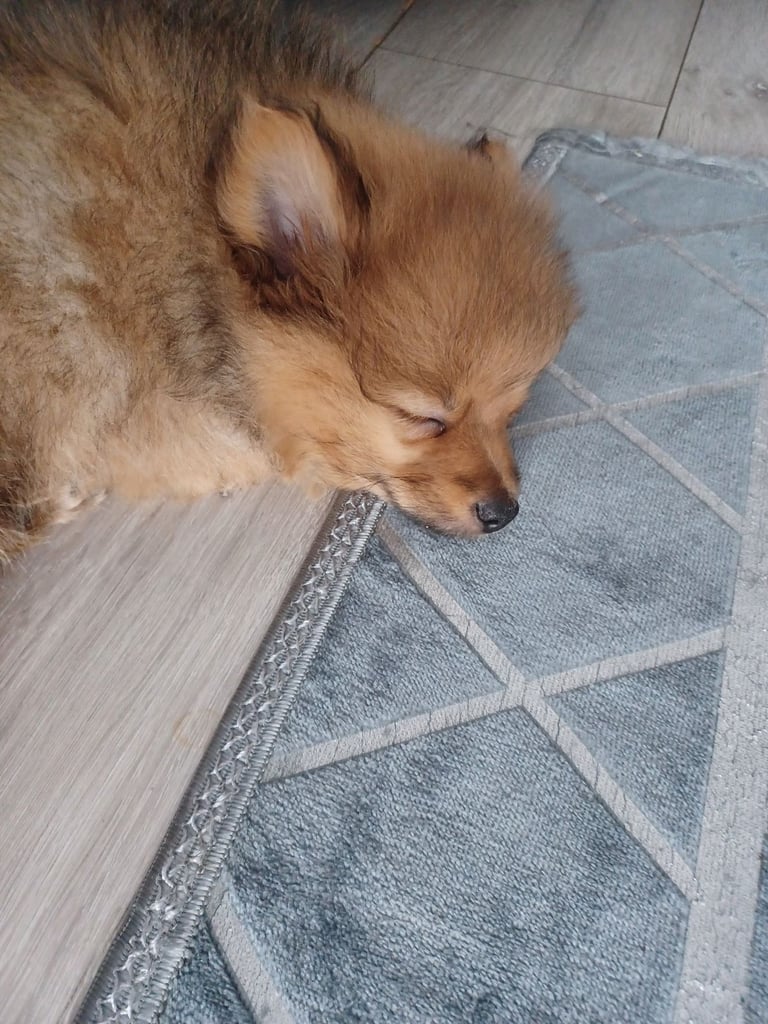Pomeranian puppy