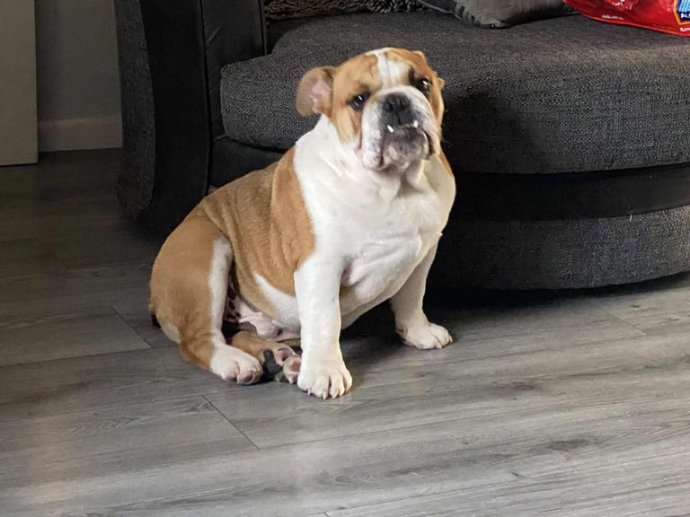 British bulldog