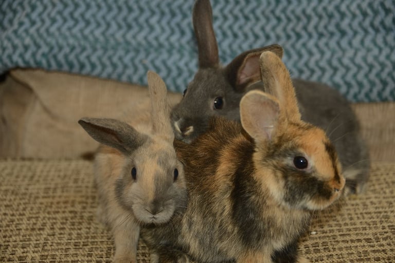 MINI REX RABBITS