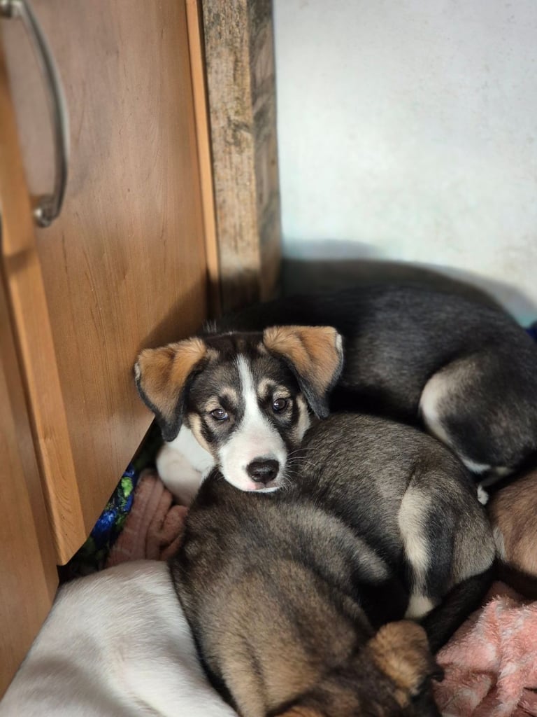 Husky mix puppies - 4 girls left! 