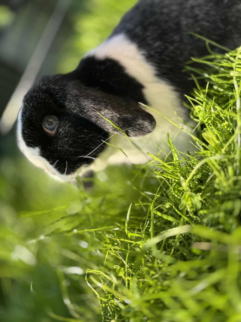 image for 2 lop rabbits foe rehoming