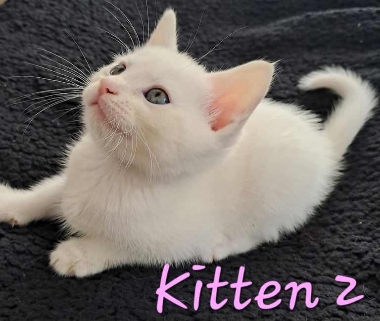 4 Stunning kittens for sale