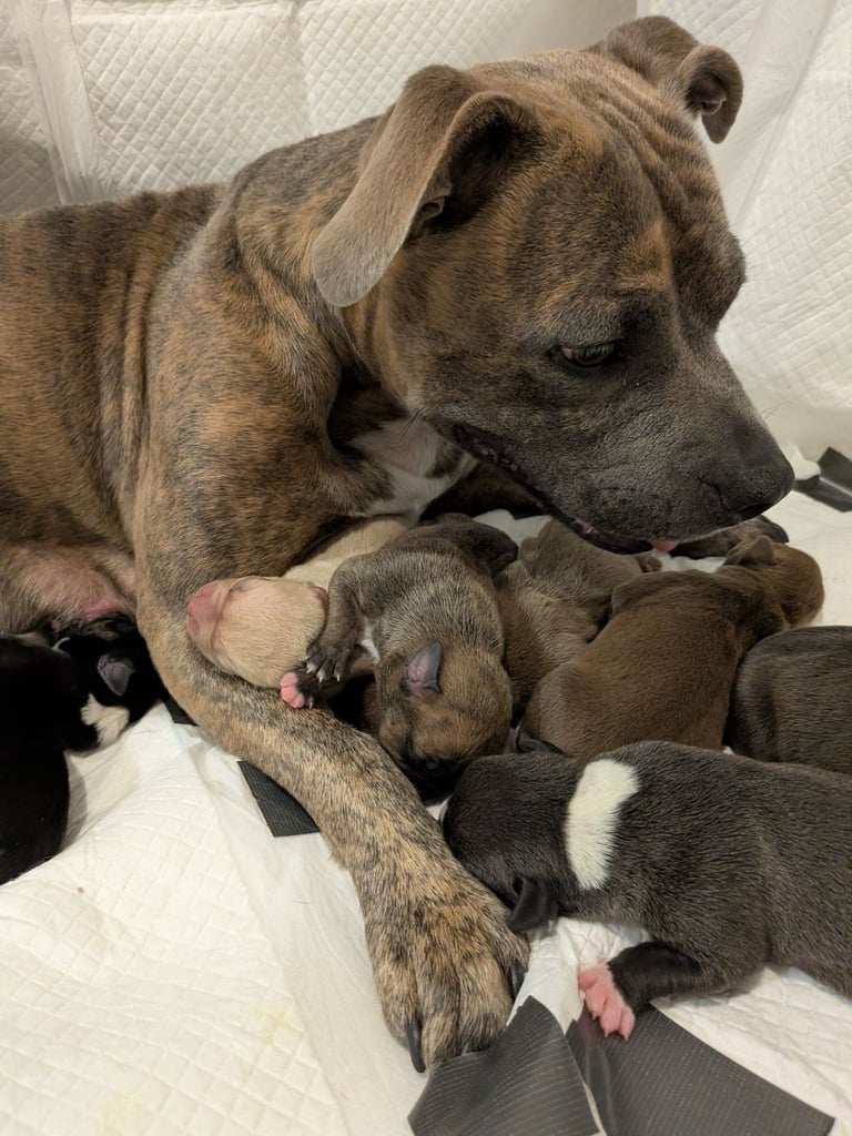 Staffy X pocket bully puppies