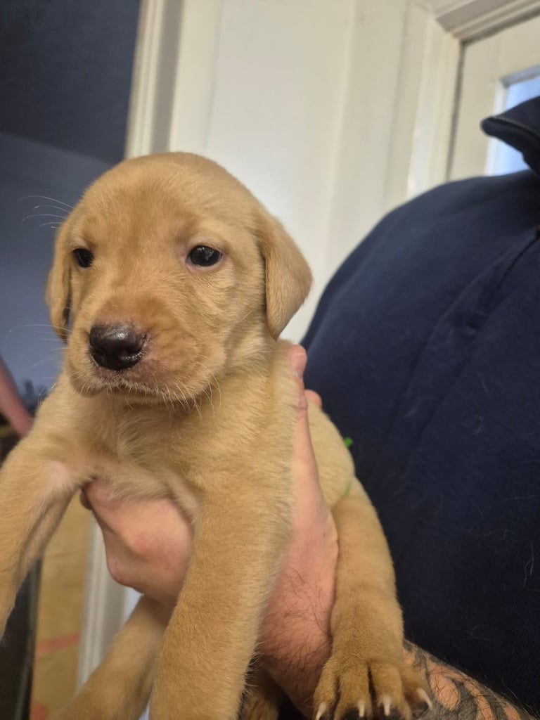 Red fox Labrador puppies for sale 