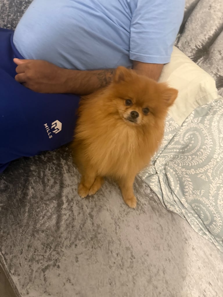Champion blood line pomeranians 