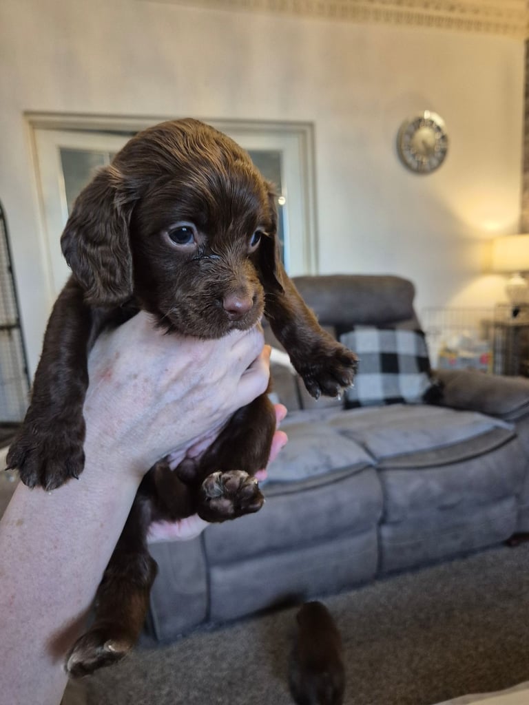 Sprocker puppies for sale